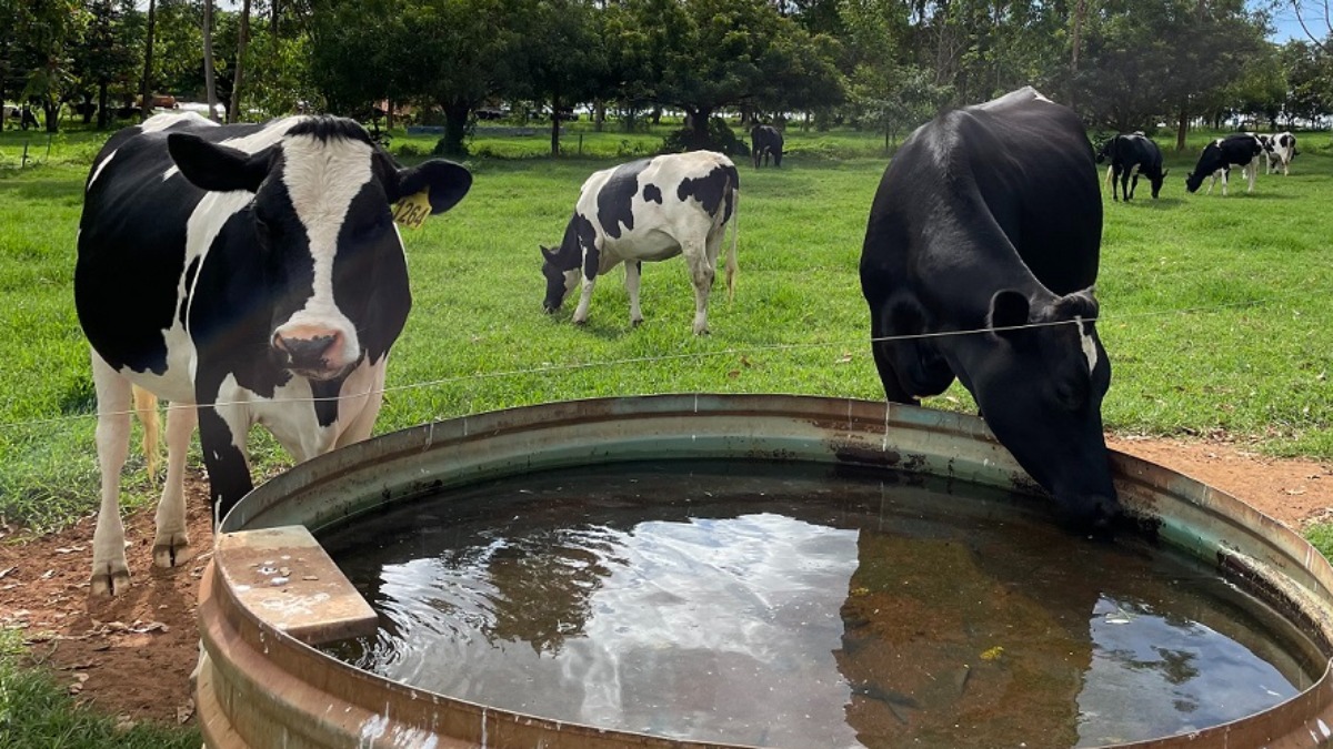manejo hídrico pecuária