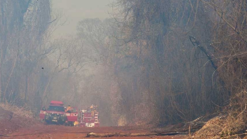 recuperação Mata Santa Tereza