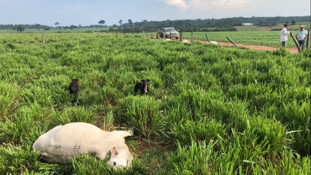 descarga elétrica gado