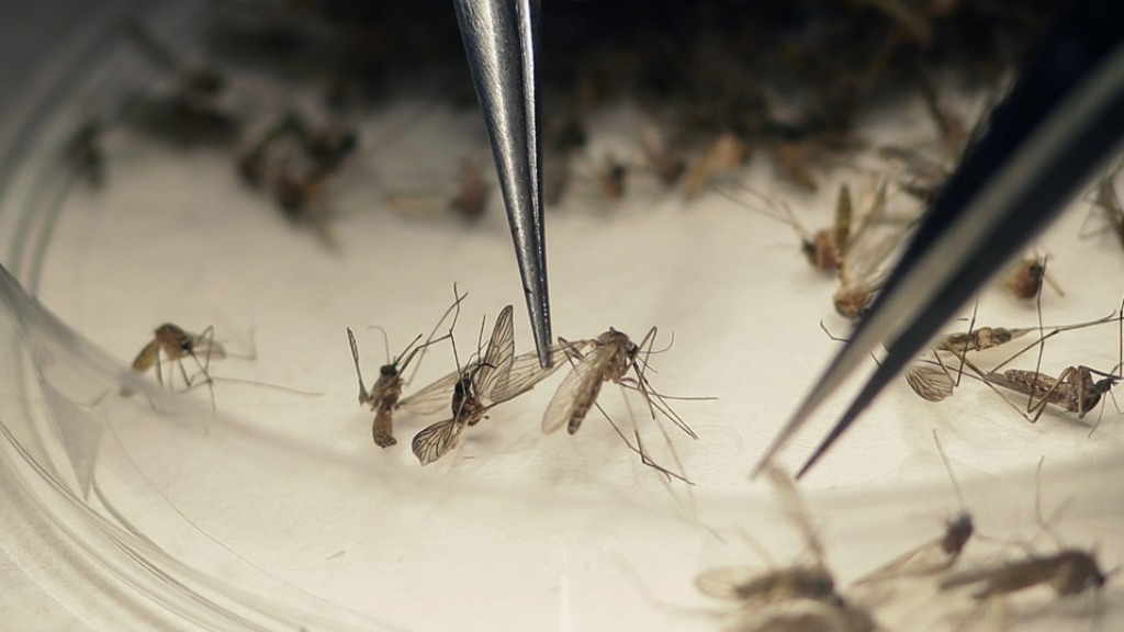Chikungunya Ribeirão Preto