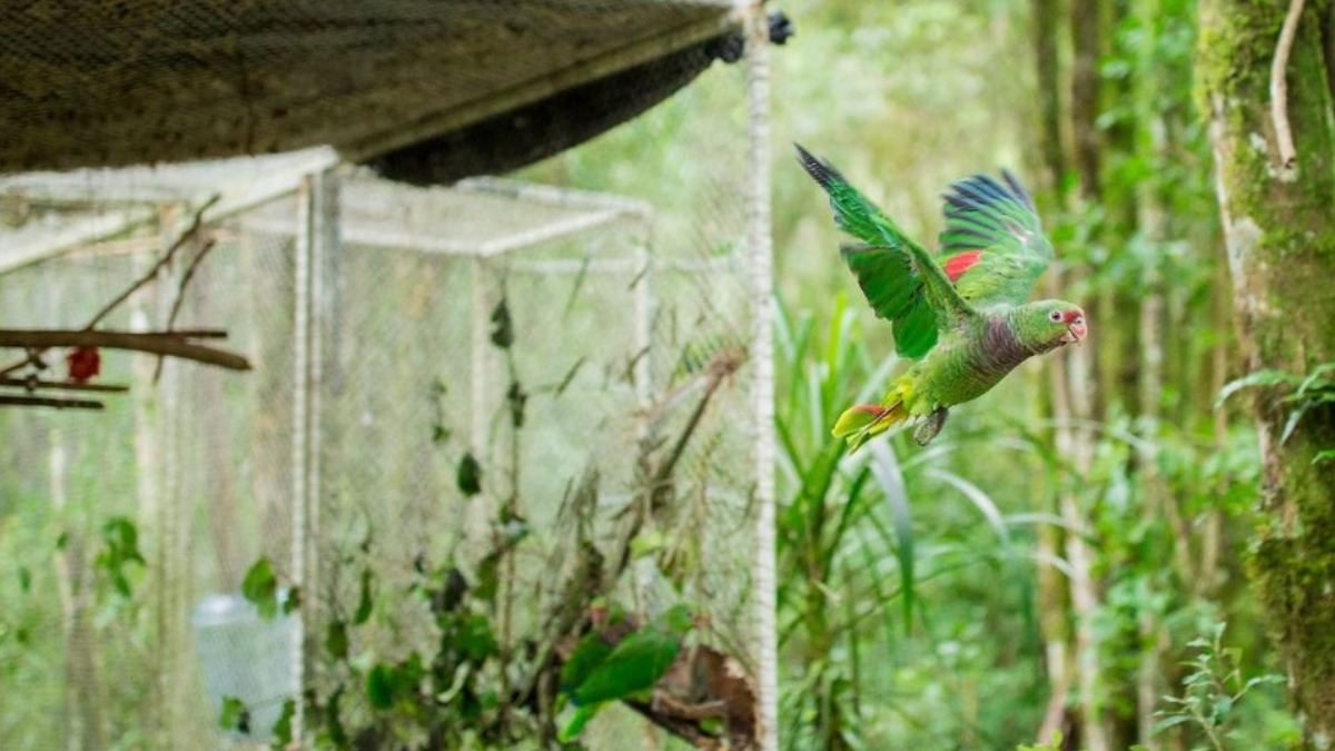 Papagaio-de-peito-roxo