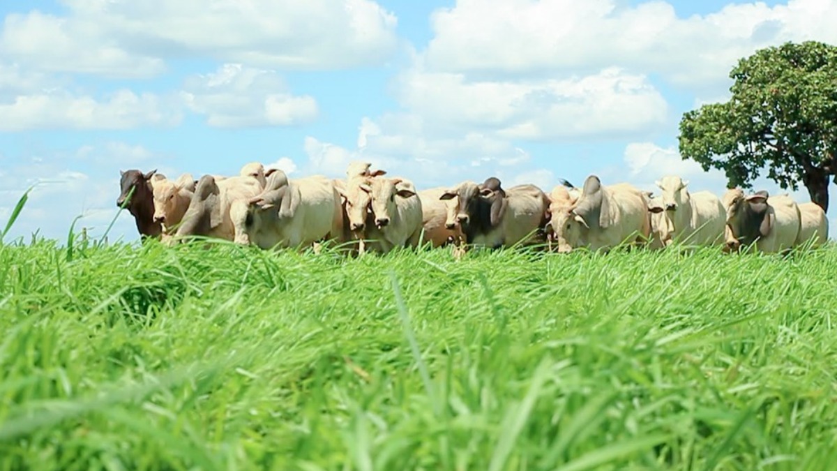 Qualificação Agronegócio