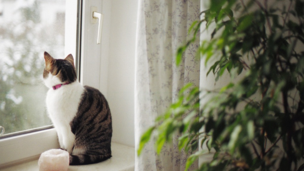 pets em apartamentos