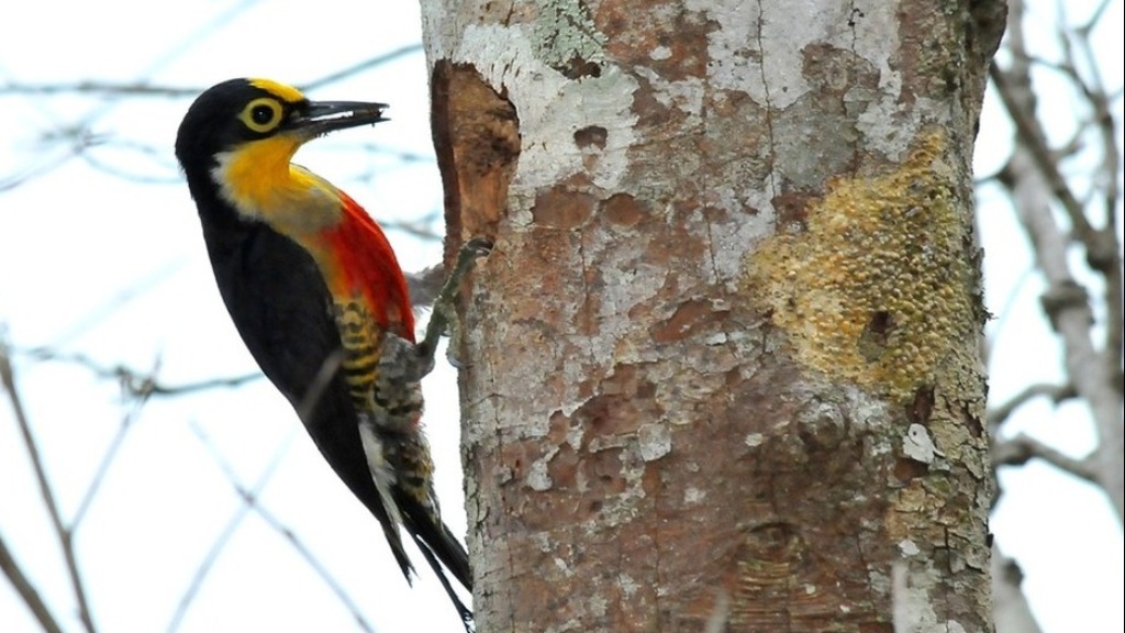 Espécies de Pica-Pau