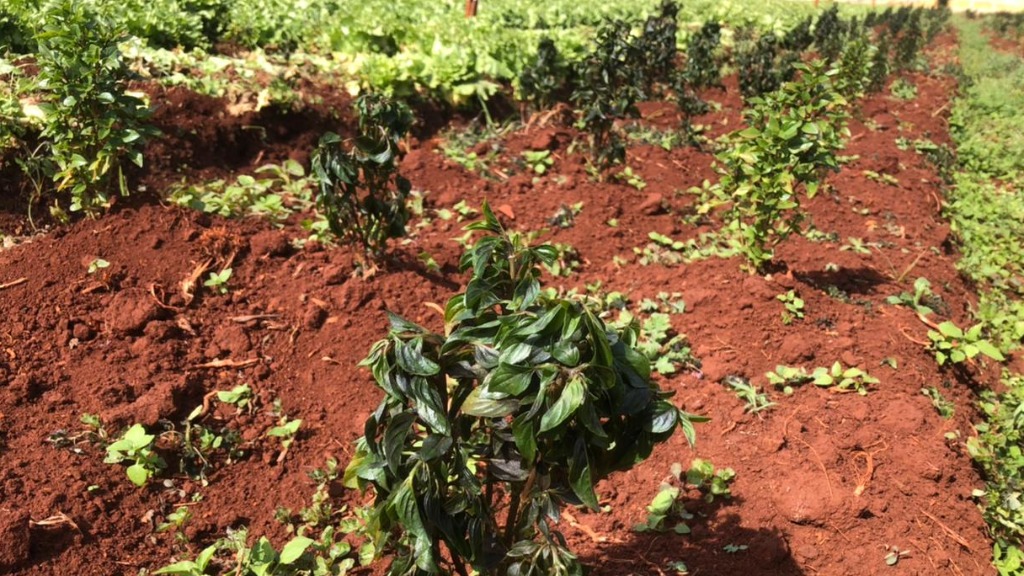 geada plantação manjericão