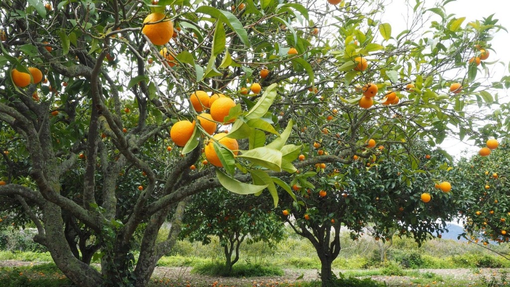 preço da citricultura 2021