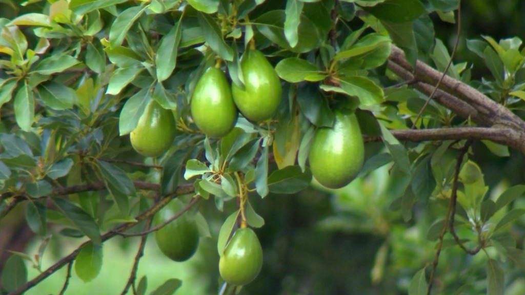 preço abacate Ribeirão Preto