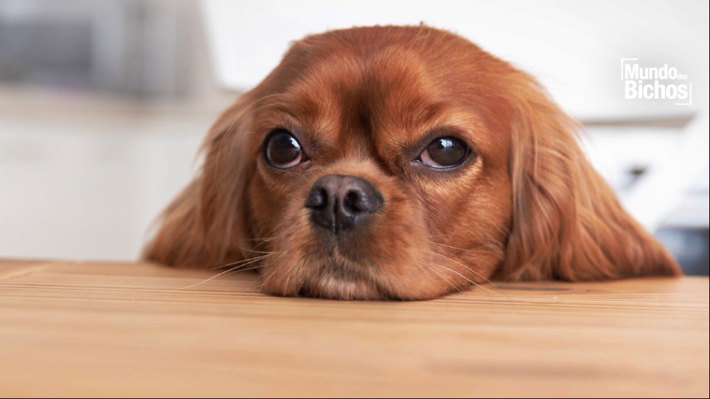 cachorrinha fugiu pet shop