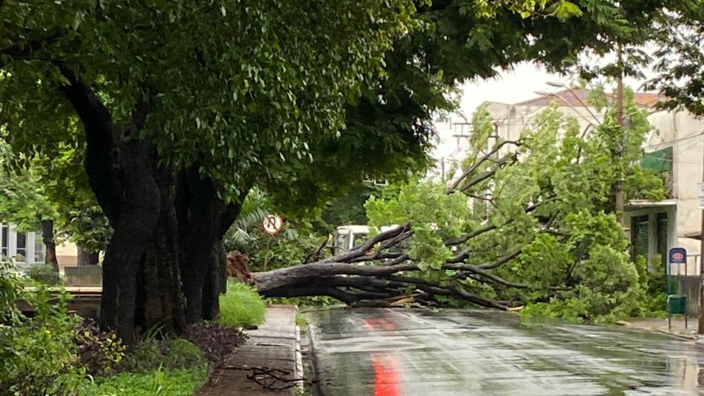 queda de árvores
