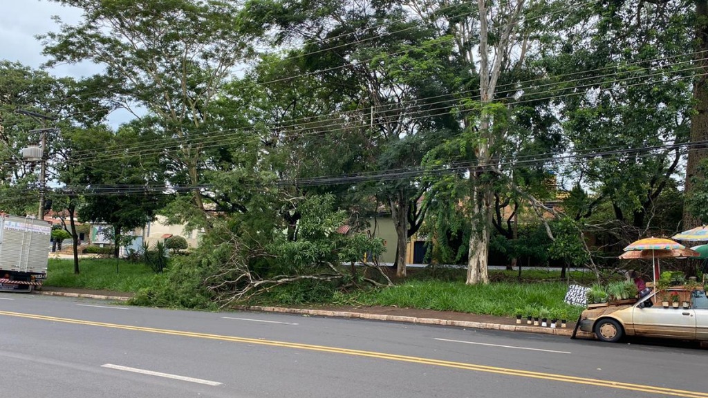 queda de árvores trânsito