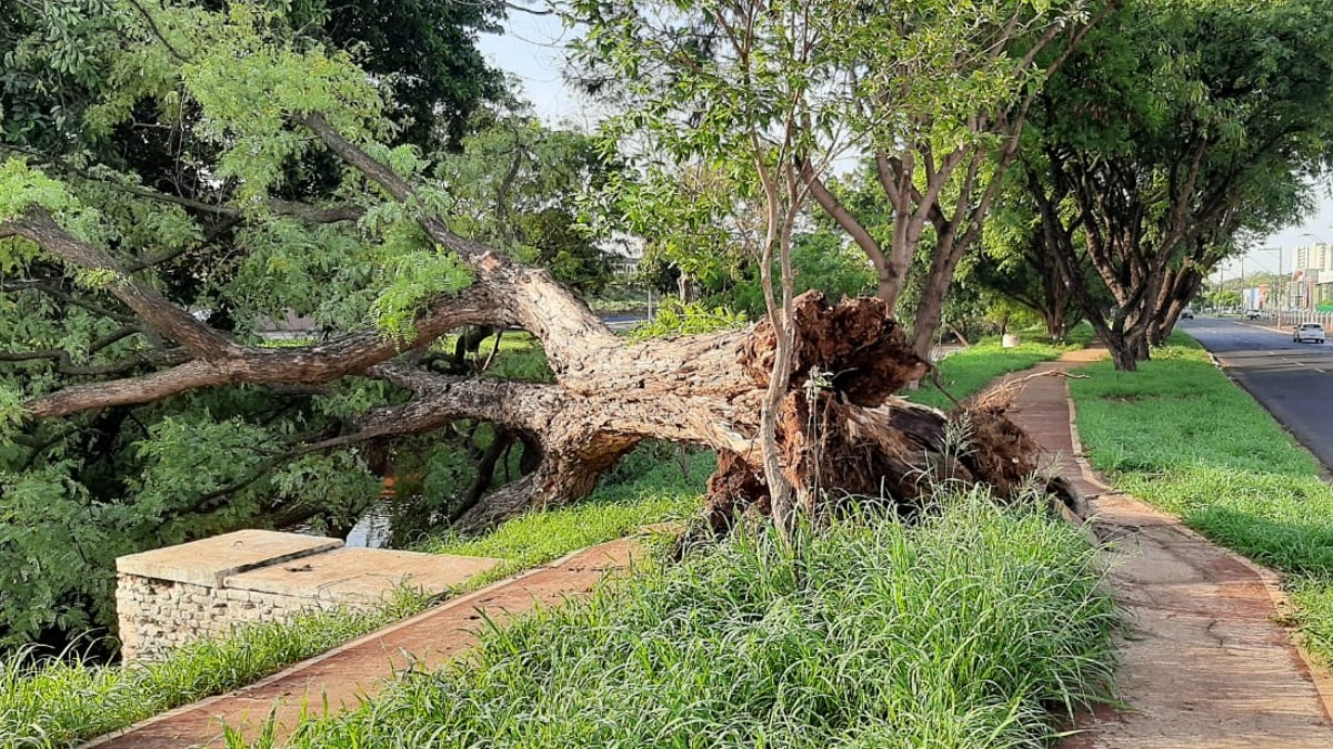 queda de árvores