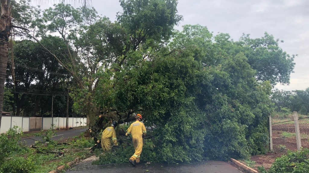 queda árvore via pública