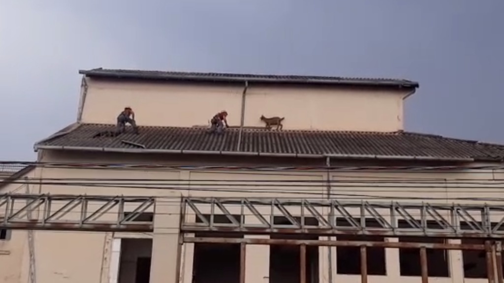 resgate cabra telhado