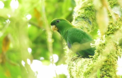 pássaro papagaio sabiá
