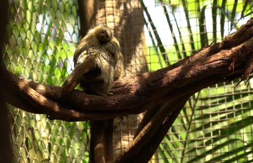 macaco sagui