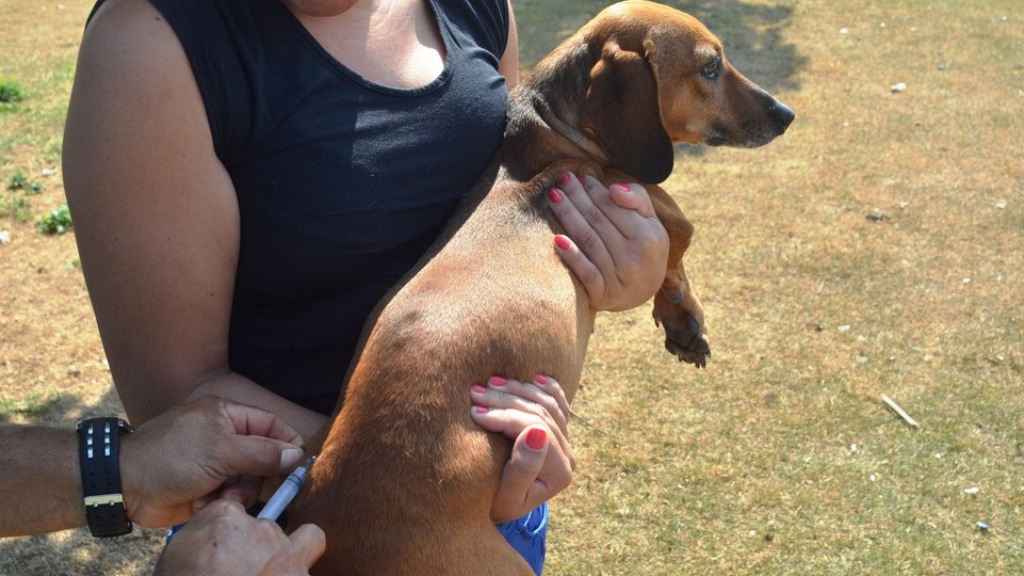 vacinação cães gatos