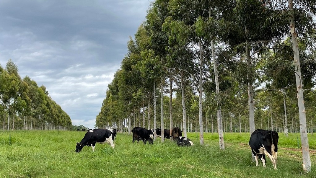 valor adicionado agropecuário
