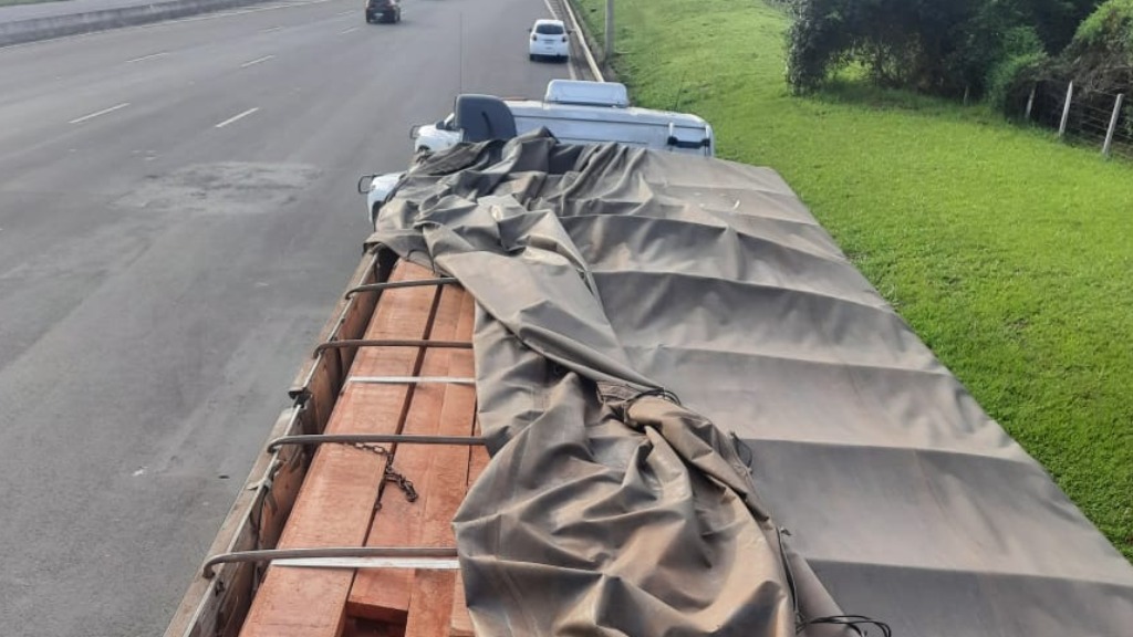 madeira ilegal São Paulo