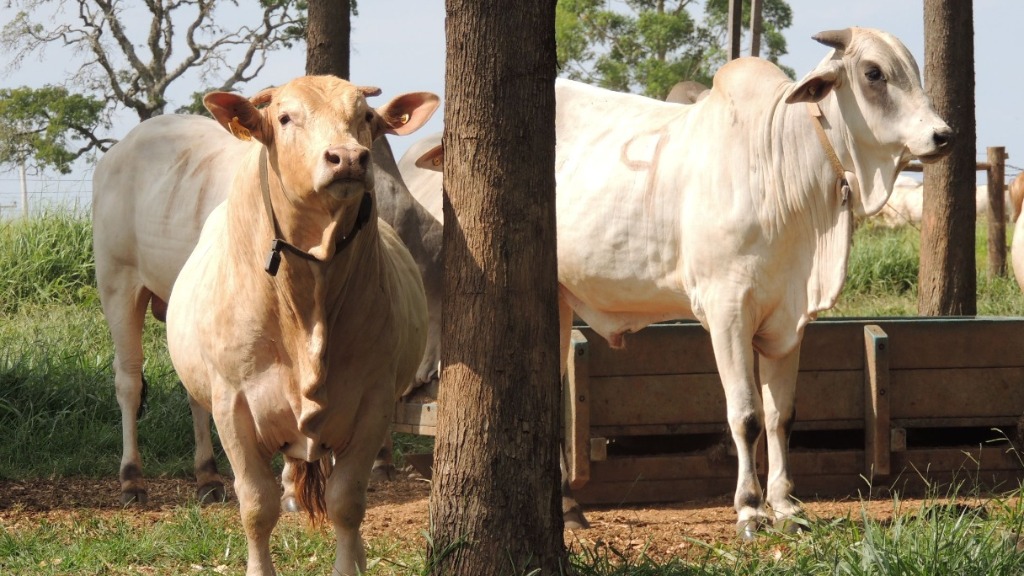 Vacinação febre aftosa
