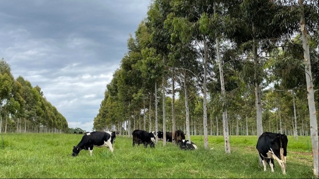 produção agropecuária