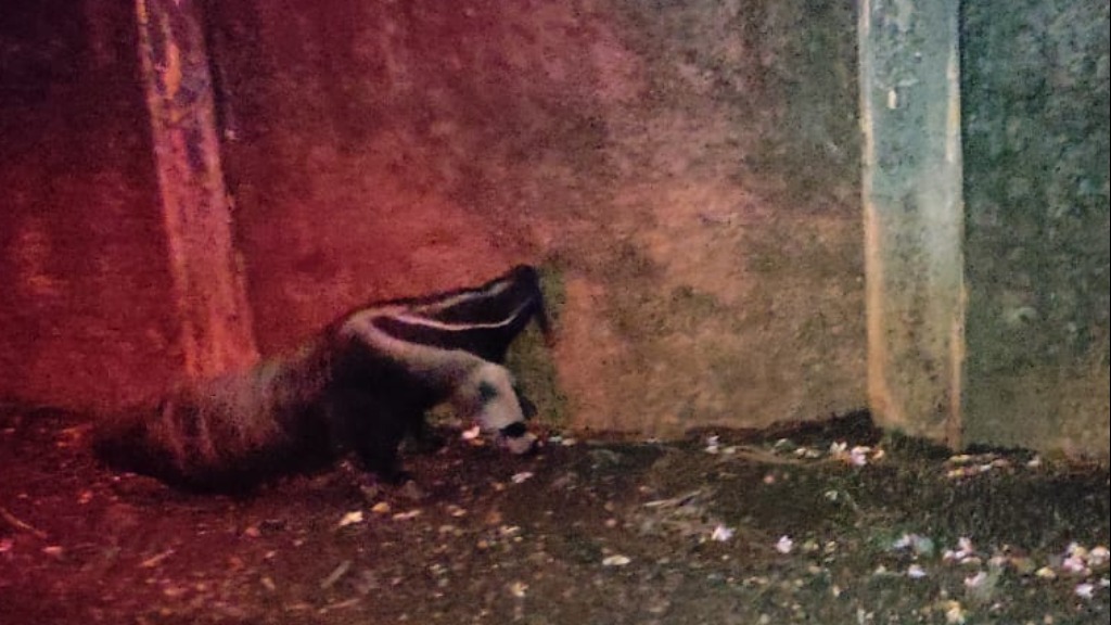 tamanduá bandeira Ribeirão Preto
