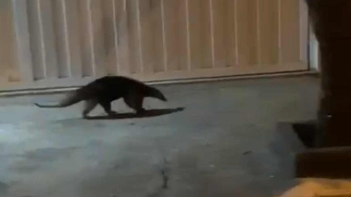 animais silvestres avistados