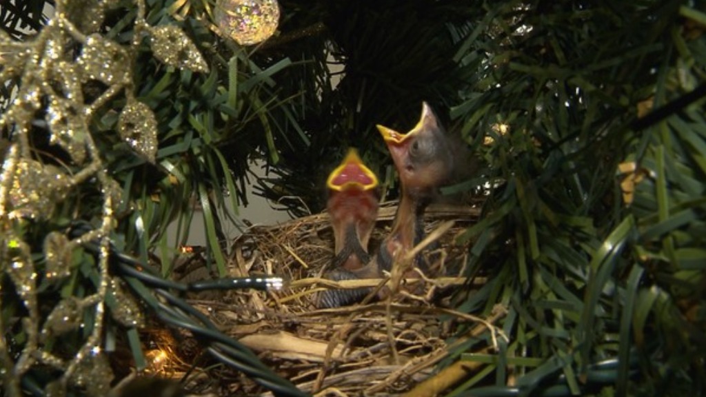 Tico-ticos árvore natal