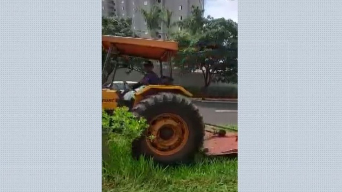 destruição de mudas