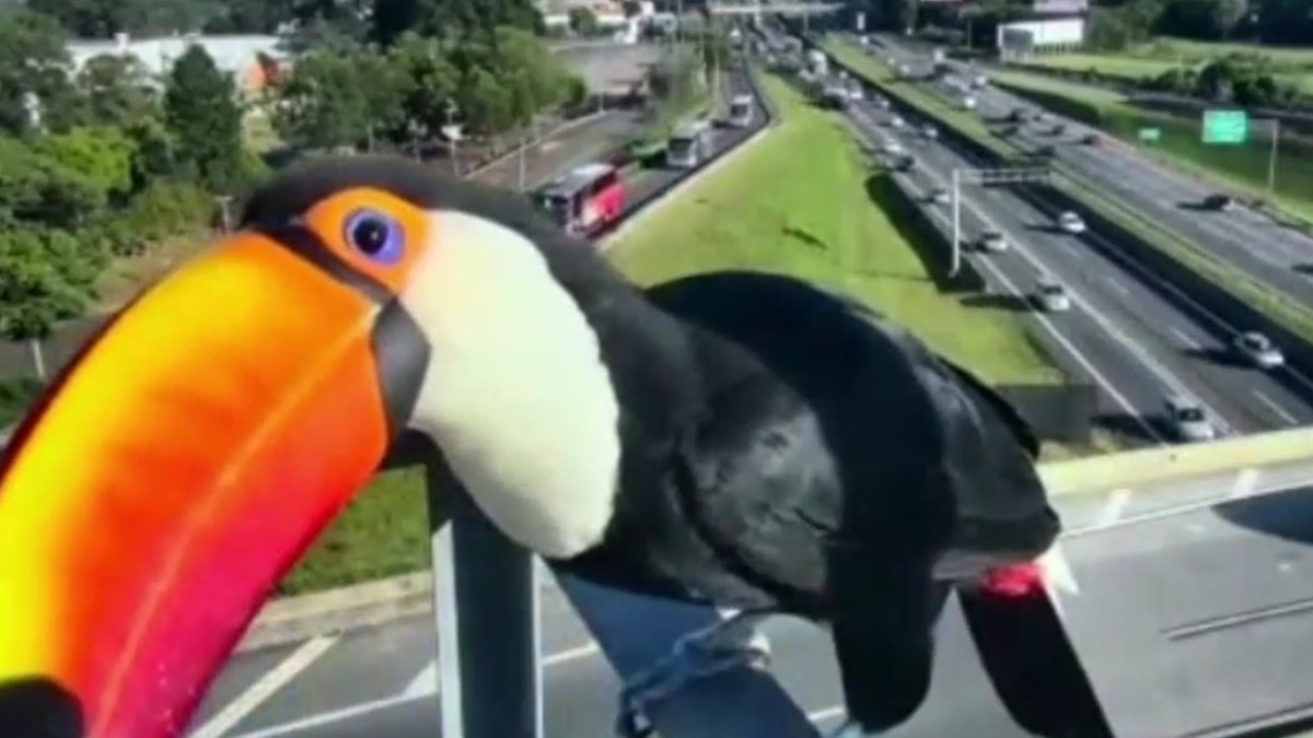 Tucanos áreas urbanas