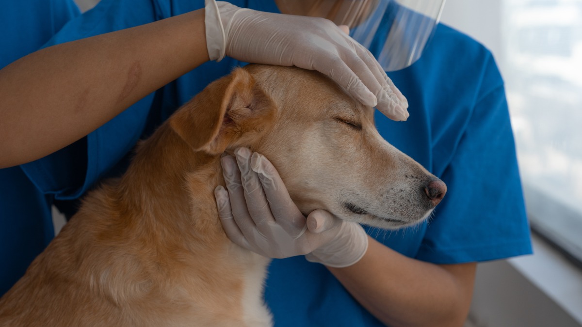 Organizações Sociais veterinárias