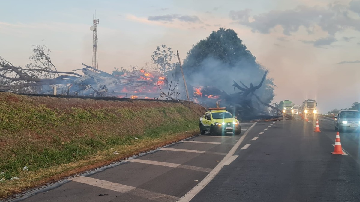 árvore cair em carro
