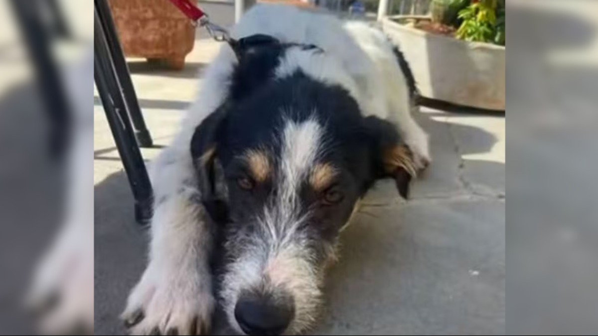 Mortes de cão e gatos