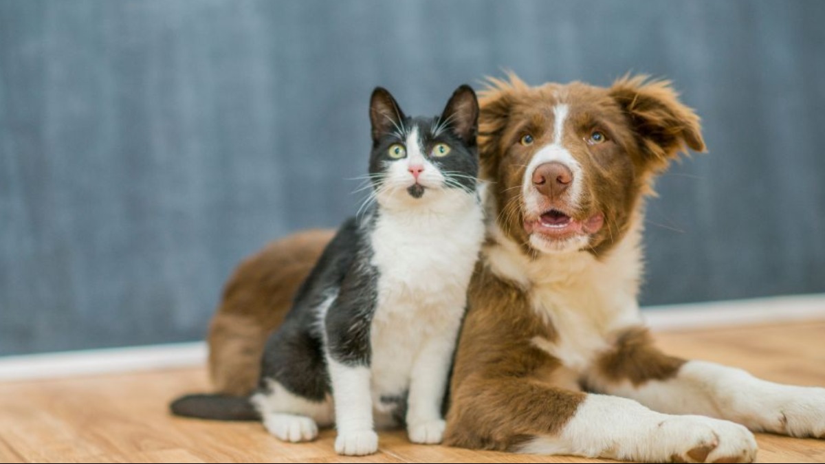 feira de adoção de cães e gatos