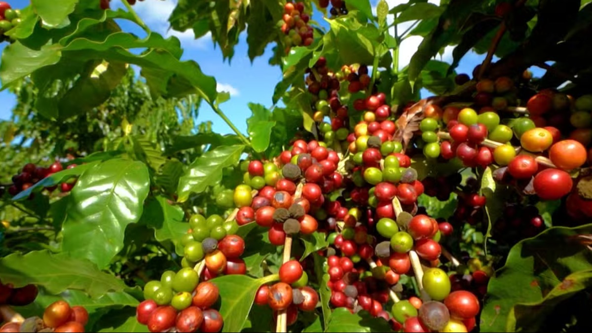 Cafeicultores Alta Mogiana