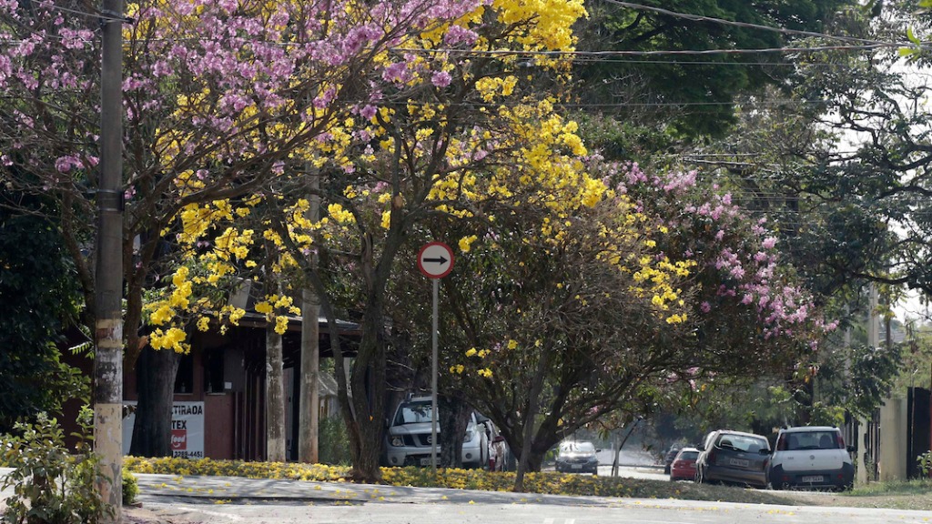 Ipês floridos Ribeirão Preto