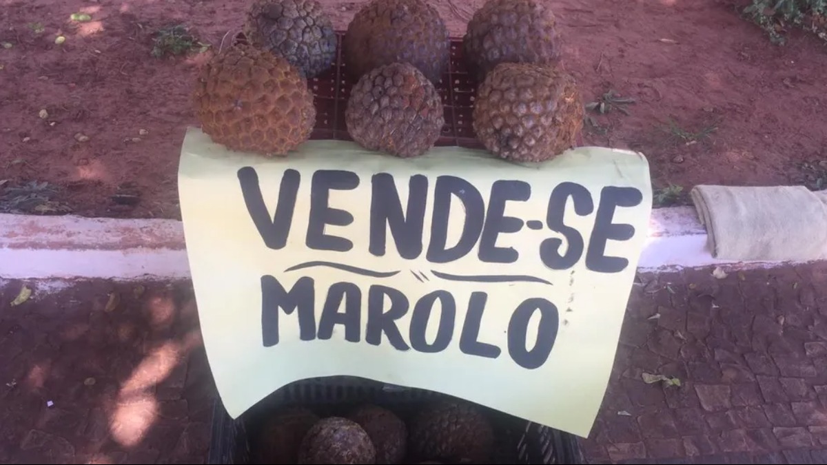 Carol Ferreira plantas