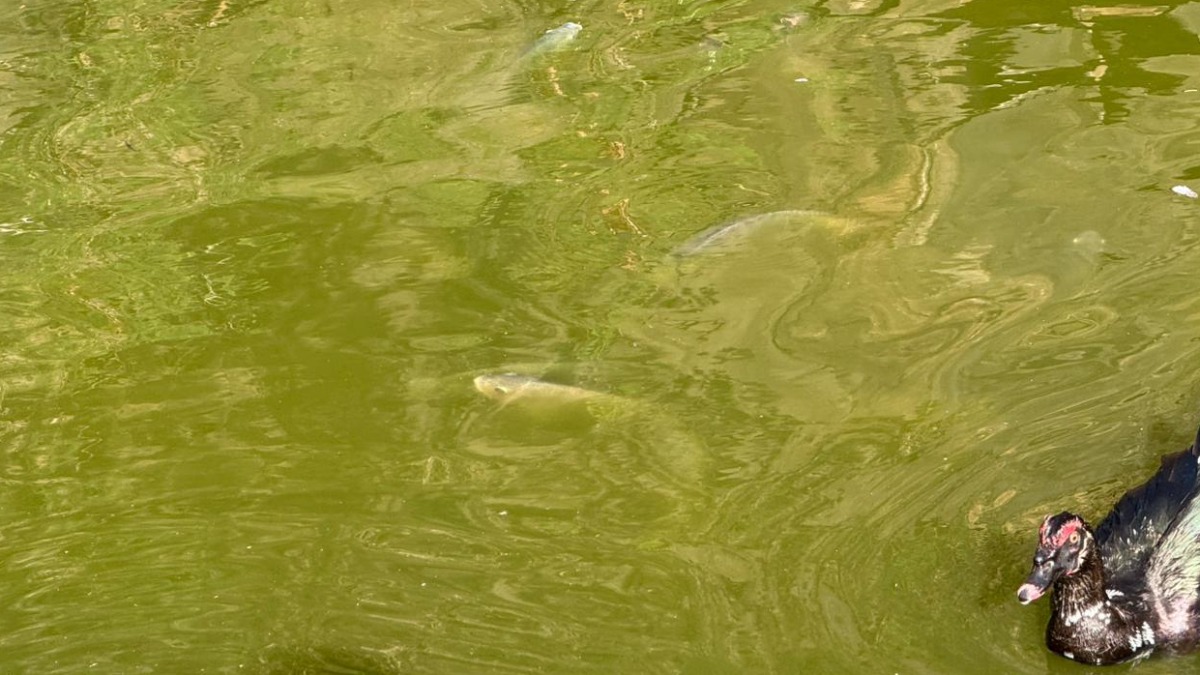 problema ambiental lagoa