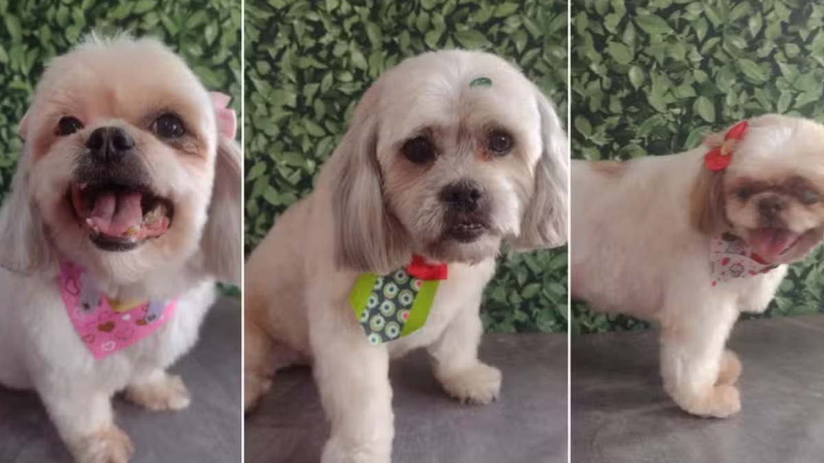 Cachorros morrem viagem