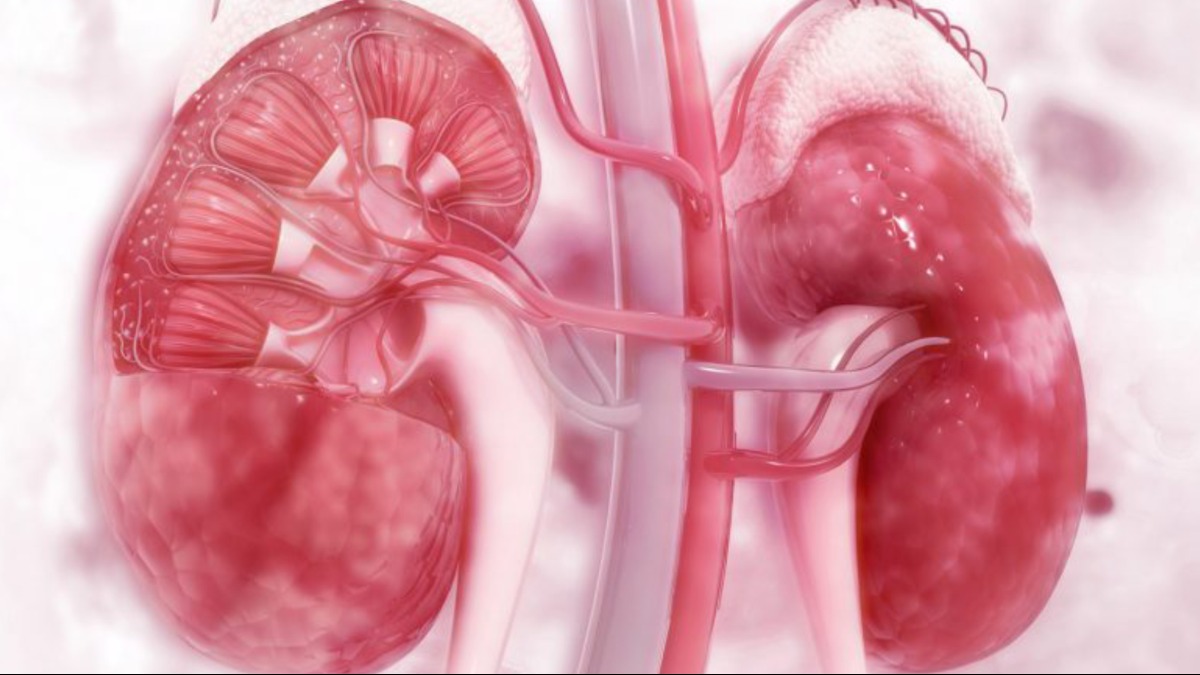 colesterol alto saúde rins