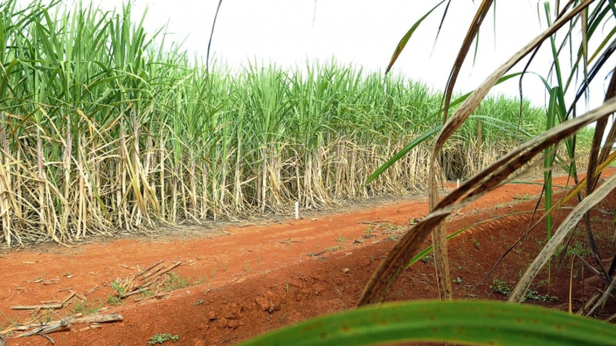 Dia Nacional da Cachaça