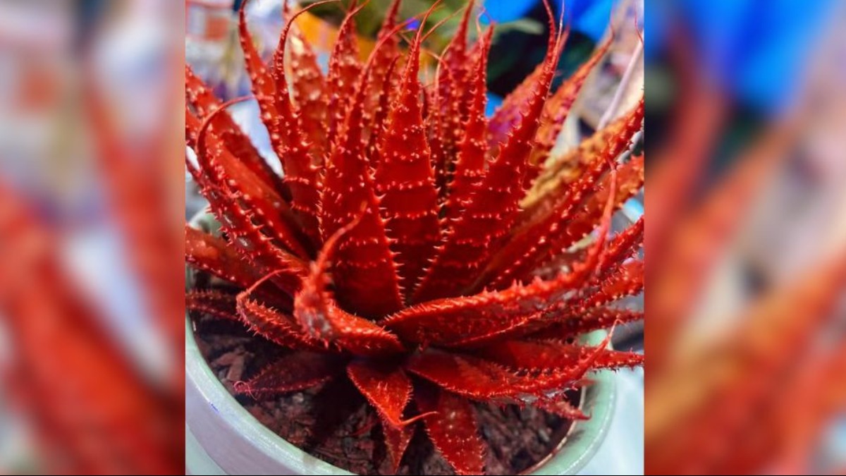 plantas podem ser maquiadas