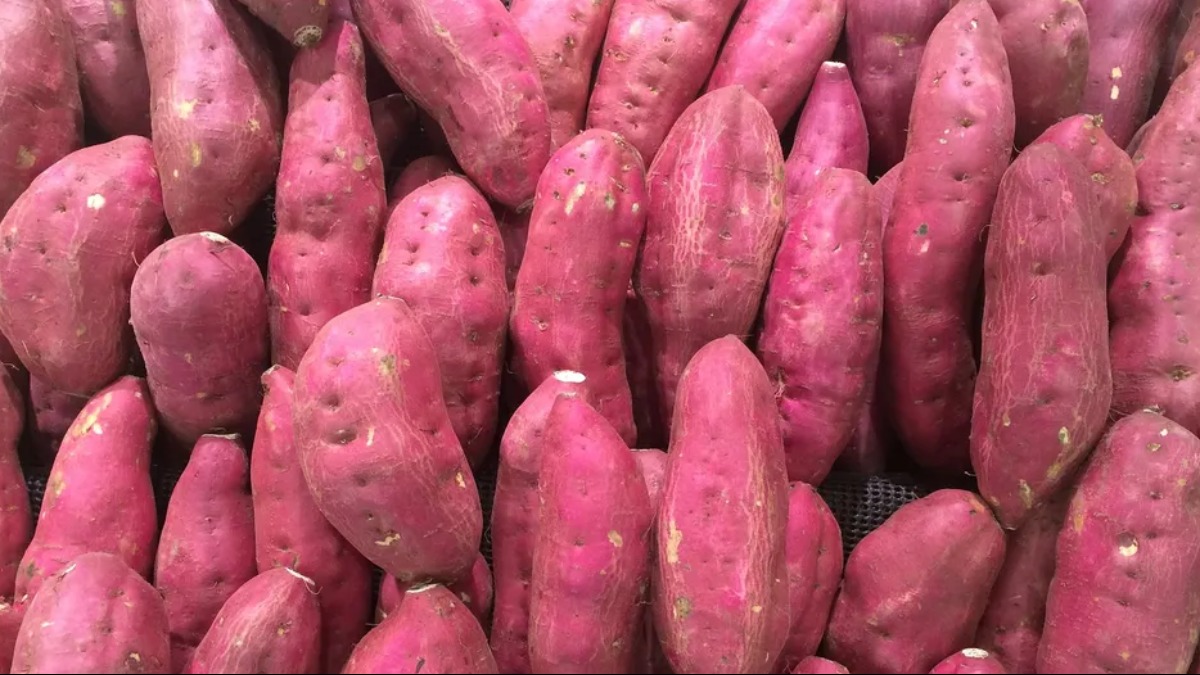 aumento da bata doce