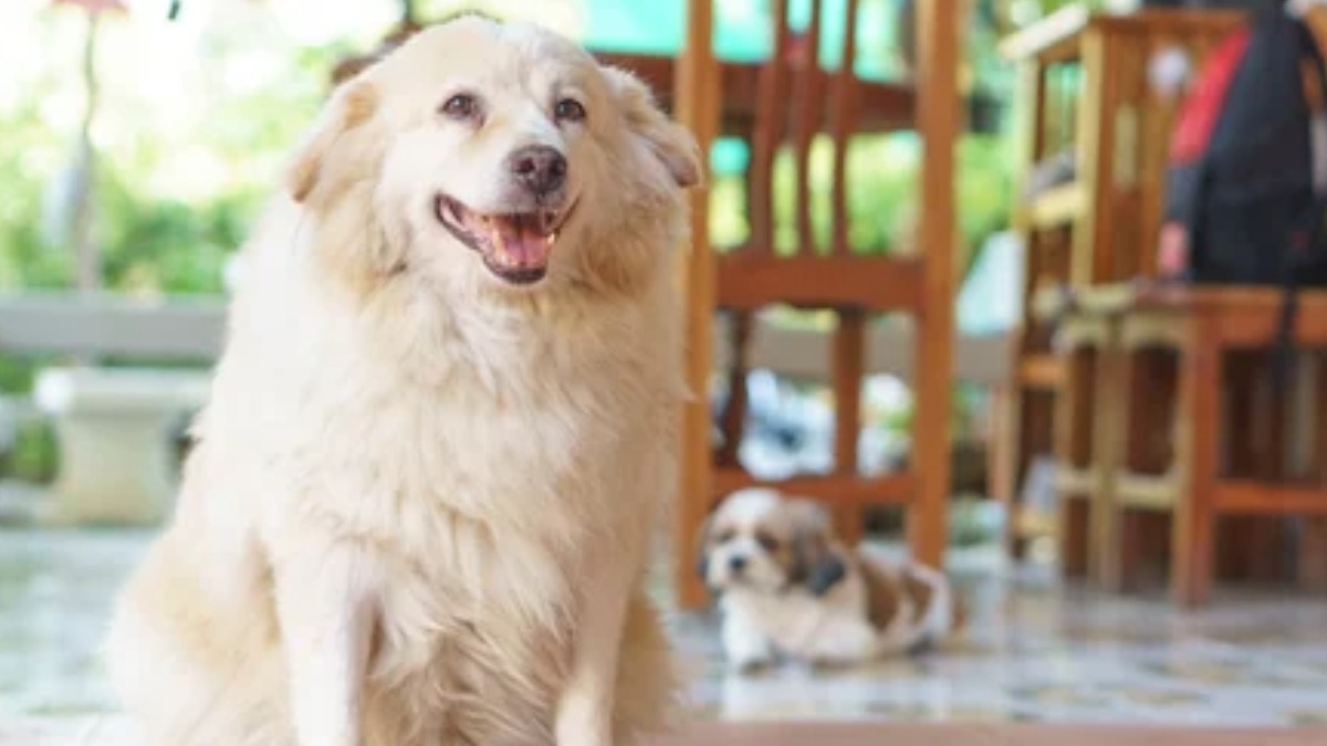 Remédios para emagrecer pets