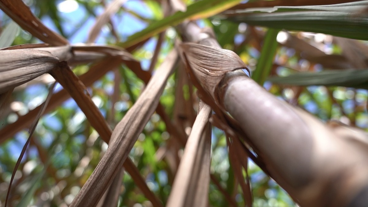 biocombustíveis descarbonização