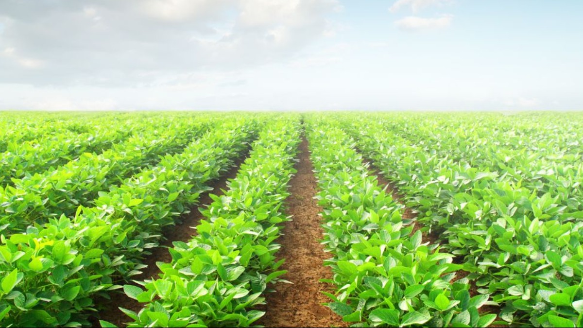 engenheiro agrícola