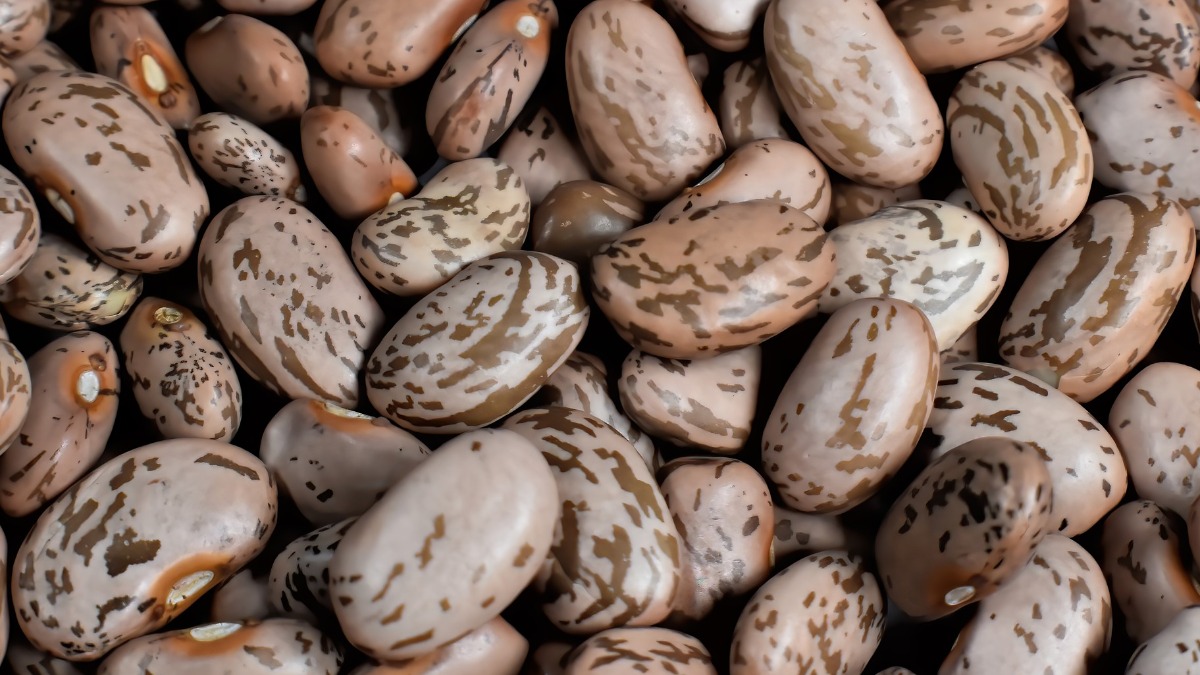 exportação de feijão