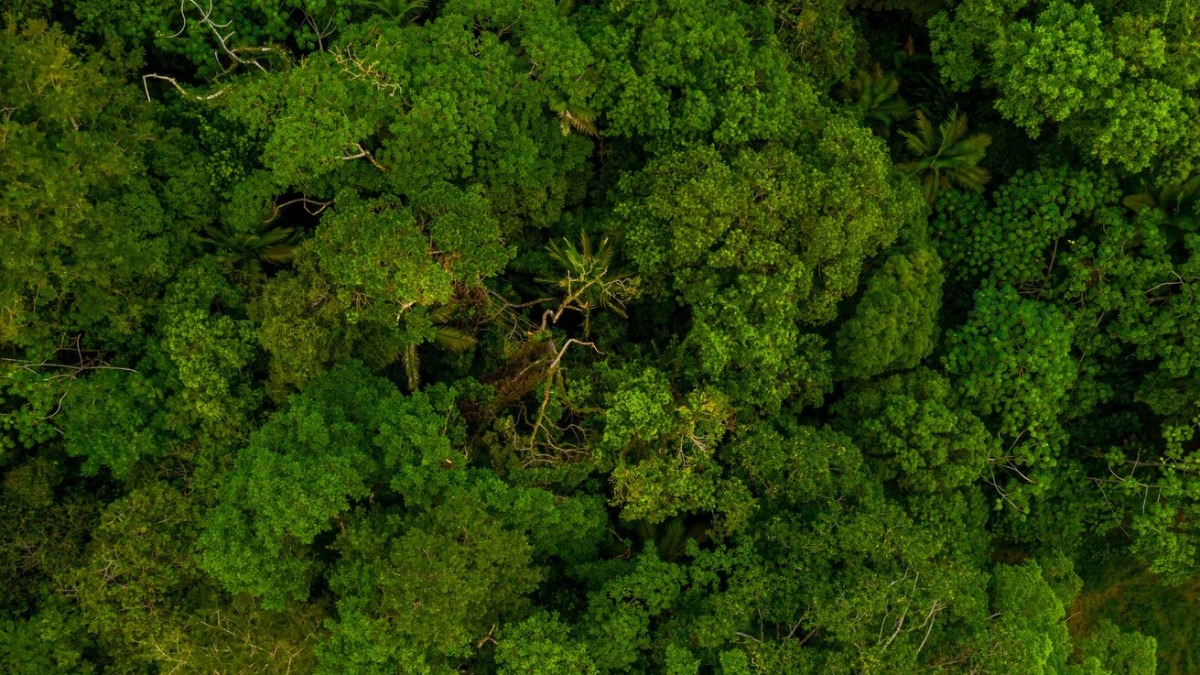 Pesquisa de bioeconomia