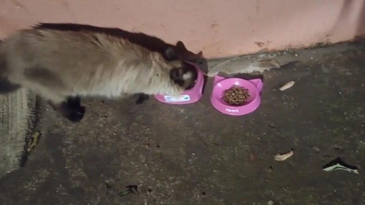 Gata arremessada Ribeirão Preto