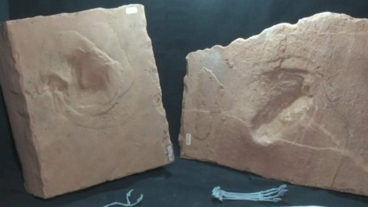 Pegadas de réptil voador