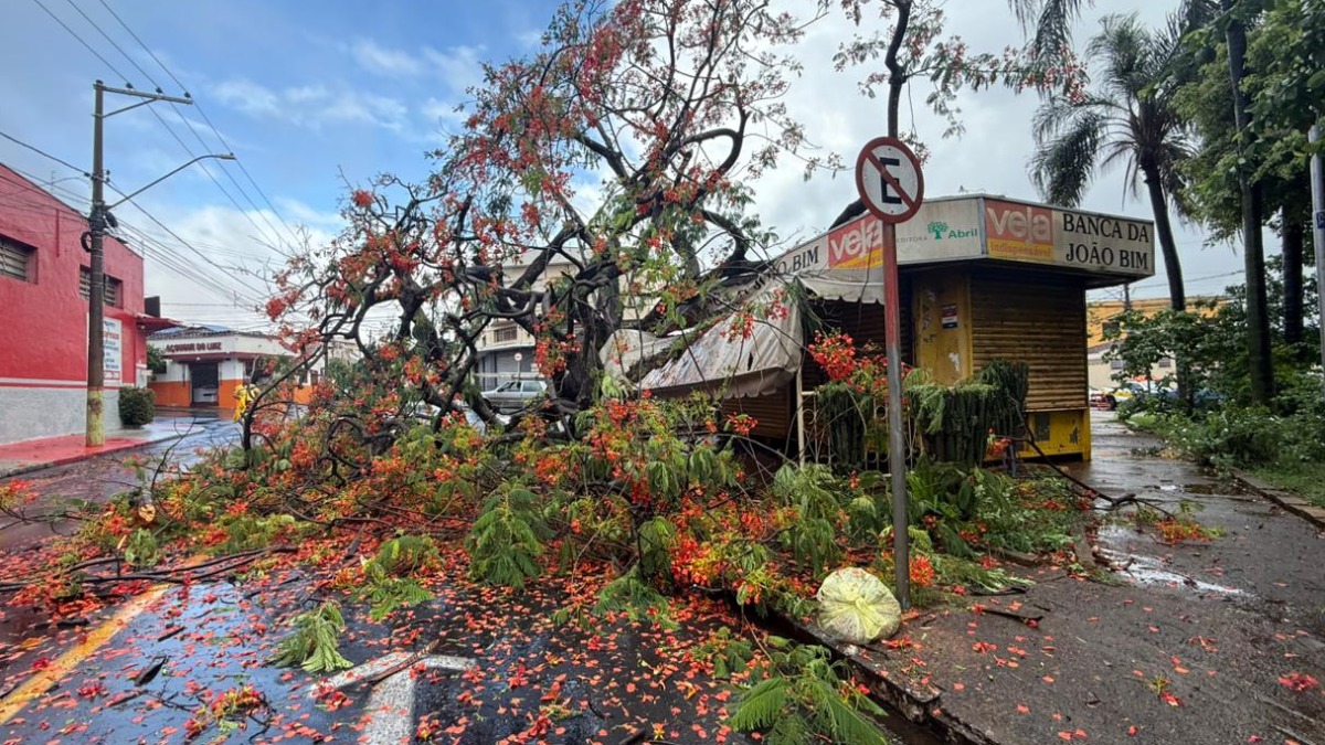 Árvore cai João Bim